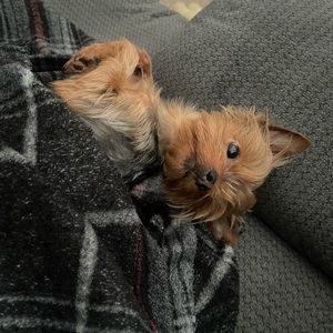 Meet your Posher, Avenell